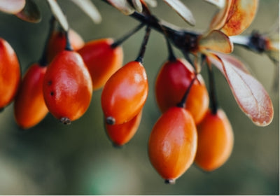 Rosehip: the wonder ingredient